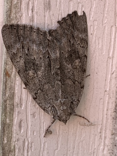 Robinson's Underwing