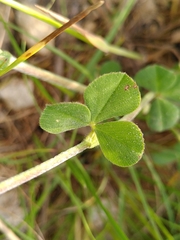 Trifolium incarnatum molinerii