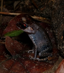 Leptobrachium hendricksoni