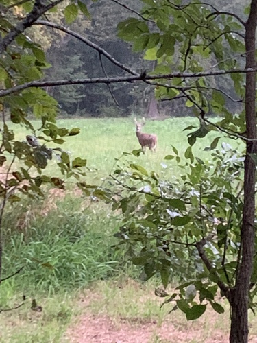 White-tailed Deer