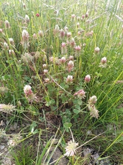 Trifolium incarnatum molinerii