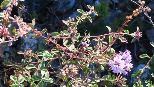 Ziziphora clinopodioides observed 2026-09-12
