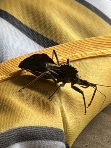 North American Wheel Bug