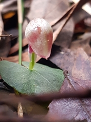 Corybas barbarae