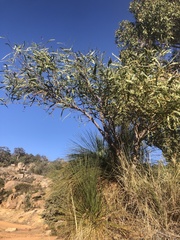 Acacia pycnantha