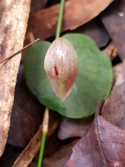 Corybas barbarae