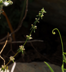 Galium verticillatum