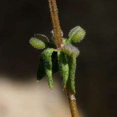 Galium verticillatum