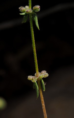 Galium verticillatum