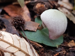 Corybas barbarae