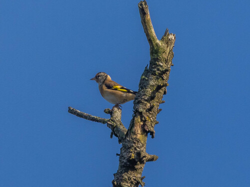 European Goldfinch