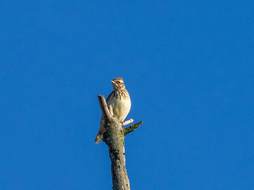 Woodlark