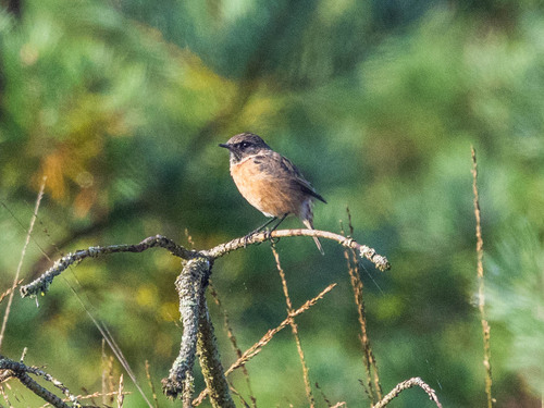 European Stonechat
