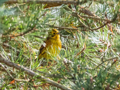 Yellowhammer