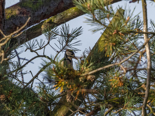 Great Spotted Woodpecker