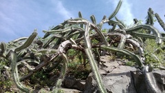Stenocereus standleyi