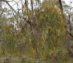 Amyema pendula