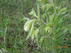 Onosma borysthenica