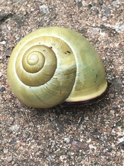 Cepaea nemoralis