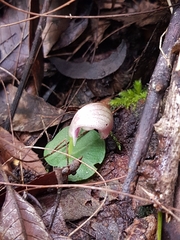 Corybas barbarae