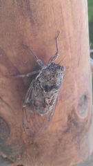 Cicada cretensis