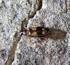Dromiusina