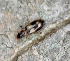 Dromiusina