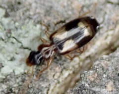 Dromiusina