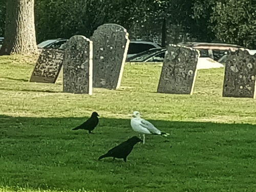 Carrion Crow