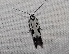 Ethmia quadrillella