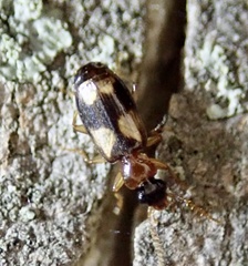 Dromiusina