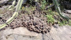 Mammillaria mazatlanensis