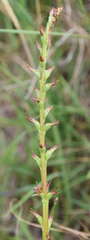 Prasophyllum anticum