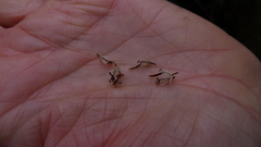 Brachyglottis sciadophila