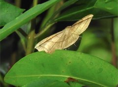 Entomogramma fautrix