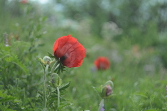 Papaver bracteatum