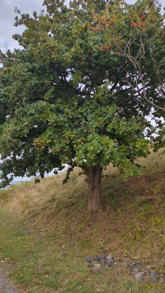 A spreading oak still wholly green on a grassy island slope, with a shrub turning red beside it.