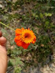 Adenophyllum aurantium