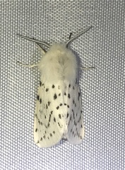 Spilosoma dubia