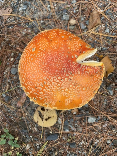 American Yellow Fly Agaric