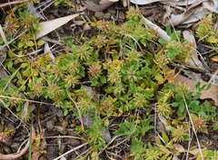 Opercularia ovata