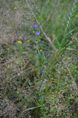 Triodanis lamprosperma