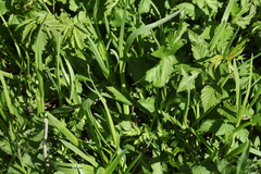 Poa remota