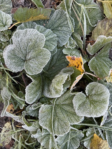 Large-leaved Avens