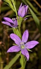 Triodanis lamprosperma