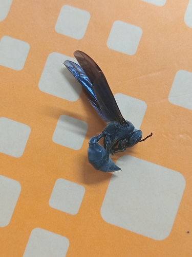 Synoeca surinama