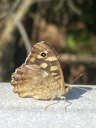 Speckled Wood