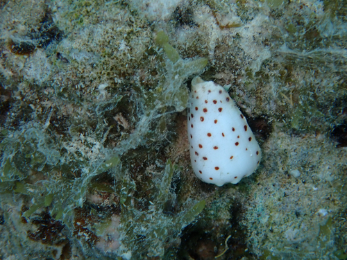 Conus pulicarius observed 2026-10-01