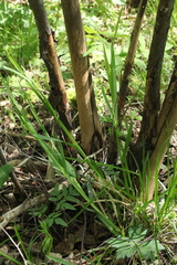 Poa remota