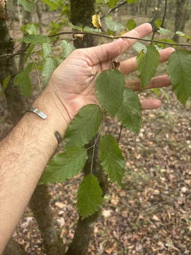 American hornbeam